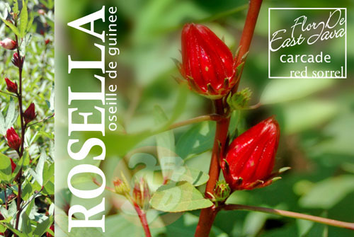 Khasiat dari bunga  Rosella  Anherlusa s Blog